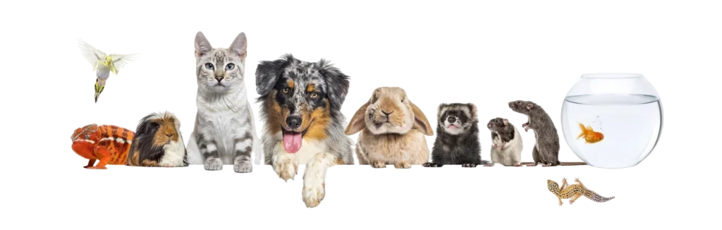 Kuter Petshop | Mersin Akdeniz Petshop | Mersin Akdeniz En İyi Petshop | Mersin Akdeniz En Yakın Petshop | Mersin Akdeniz Nutri Feline | Mersin Akdeniz Profine | Mersin Akdeniz Garden Mix | Mersin Akdeniz Advance | Mersin Akdeniz Hills | Mersin Akdeniz Royal Canin | Mersin Akdeniz Proline | Mersin Akdeniz Properformans | Mersin Akdeniz Kedi Kıyafet | Mersin Akdeniz Köpek Kıyafet | Mersin Akdeniz Kuş Maması | Mersin Akdeniz Balık Maması | Mersin Akdeniz Kuş Kafesi | Mersin Akdeniz Su Kapları | Mersin Akdeniz Konserve | Mersin Akdeniz Kemirgen Yemleri | Mersin Akdeniz Kemirgen Taşıma Çantaları | Mersin Akdeniz Kuş Vitamini | Mersin Akdeniz Kedi Tırmalası | Mersin Akdeniz Proline Kedi Kumu | Mersin Akdeniz Taşıma Boxı | Mersin Akdeniz Seyahat Çantası | Mersin Akdeniz Kedi Maması | Mersin Akdeniz Köpek Maması | Mersin Akdeniz Kuş Oyuncakları | Mersin Akdeniz Balık Akvaryum Ürünleri | Mersin Akdeniz Evcil Hayvan Aksesuarları